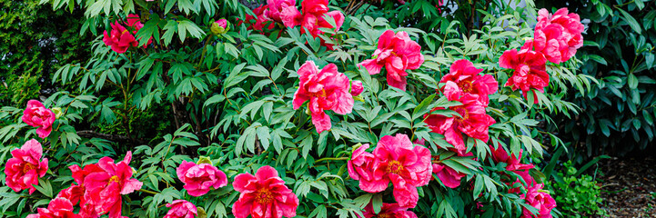 Colorful Peonies Bloom in a Vibrant Spring Garden in Germany