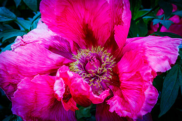 Vibrant Pink Peony Flower Bloom in Spring Garden