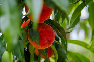 Juicy peaches hang from leafy branches, basking in warm summer sunlight in an orchard filled with ripe fruit