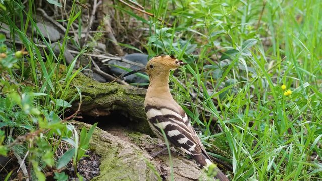 A distinctive Eurasian Hoopoe bird with its pinkish-brown plumage, black and white striped wings, and prominent crest is captured foraging on the ground amidst green grass and a log. The species is kn