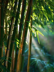 Fototapeta premium A verdant bamboo forest bathed in sunlight, a peaceful nature scene.