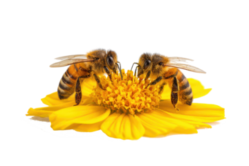 Honey bees on a yellow flower isolated on transparent background. Honeybees gathering pollen from a bright yellow flower isolated on white background.