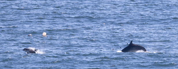 Fototapeta premium dolphins and baby in the sea