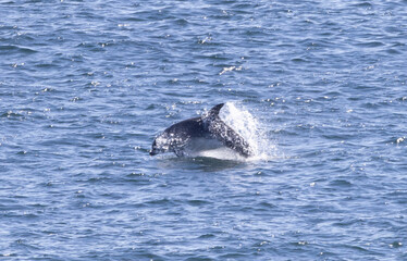 Fototapeta premium Bottle Nosed Dolphins in Scotland 