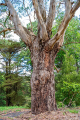 Maroondah Reservoir Park, 12.22.2025, Australia Victoria