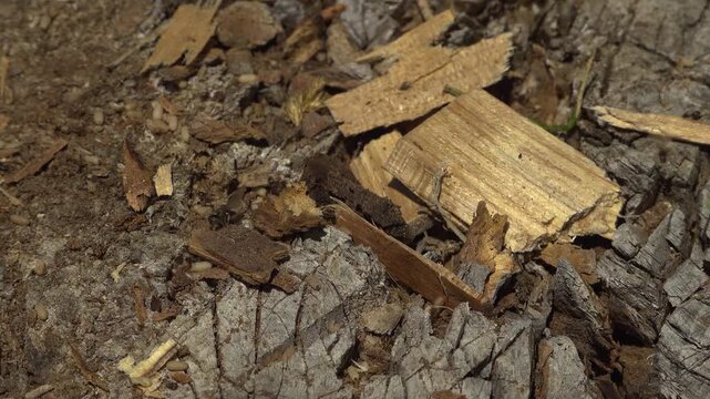 An extreme close-up of ants crawling and carrying pupae on the surface of rotting wood during a sunny day.