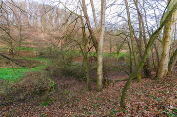 Bare deciduous trees in a forest clearing with green grass and fallen leaves in autumn