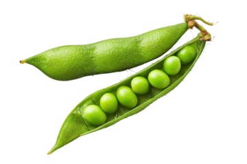 Fresh green edamame in pod isolated on transparent background. Fresh green edamame pods revealing isolated on white background.