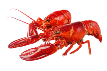 Bright red cooked lobster isolated on transparent background. Two cooked red lobsters isolated on white background.
