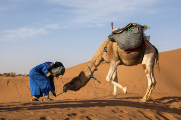 Un dromadaire dans le d&eacute;sert marocain