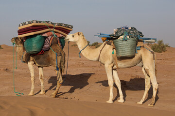 Un dromadaire dans le d&eacute;sert marocain