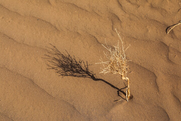le sol aride du d&eacute;sert marocain