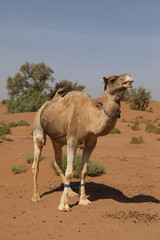 Un dromadaire dans le d&eacute;sert marocain