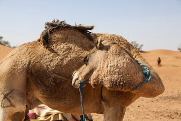 Un dromadaire dans le d&eacute;sert marocain