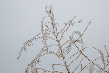 Fototapeta premium Autumn dried plants with frozen flowers covered in ice crystals on a cold winter day