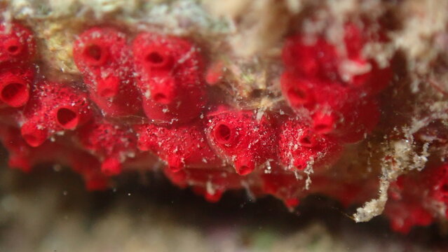 Colonial tunicate or ascidian, sea squirt (Symplegma brakenhielmi) undersea, Ligurian Sea, Italy, Imperia