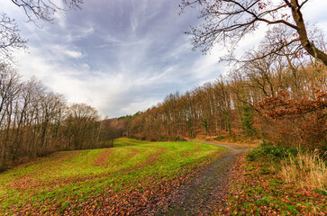 Autumn forest path winding through a grassy field with fallen leaves and bare trees