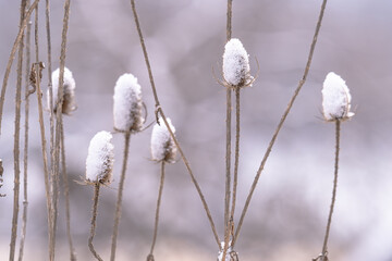 winter landscape of snow-covered plants