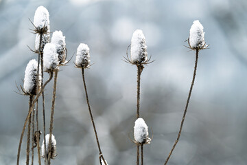 winter landscape of snow-covered plants