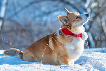 Portrait of a corgi on a frosty winter day
