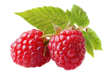 Ripe red raspberries with green leaves isolated on transparent background. Two ripe raspberries with green leaves on stem isolated on white background.