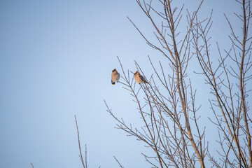 Bombycilla garrulus. Birds on a tree in winter