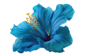 Vibrant blue hibiscus flower isolated on transparent background. Striking blue hibiscus flower with yellow stamen isolated on white background.