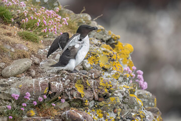 Razorbill on a rocky cliff