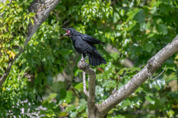 Fototapeta premium Crow perched on a branch, squawking