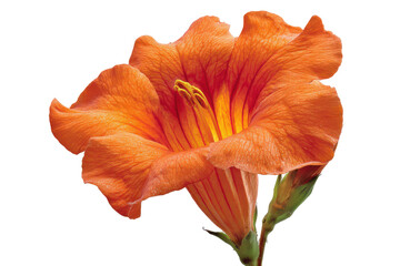 Vibrant orange trumpet flower isolated on transparent background. Orange trumpet vine flower isolated on white background.