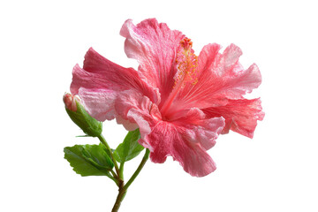 Fototapeta premium Delicate pink hibiscus flower with green leaves isolated on transparent background. Pink hibiscus flower blossom with green bud and leaf isolated on white background.