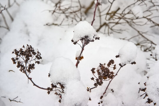 closeup of dry brown seedpods of an umbellifer plant covered in snow - Apiaceae 