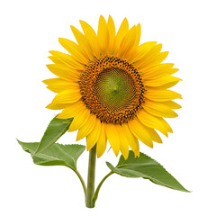 Obraz premium A large sunflower with bright yellow petals and green leaves on transparent background