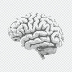 Human brain medical illustration dot halftone pattern in gray on transparent background