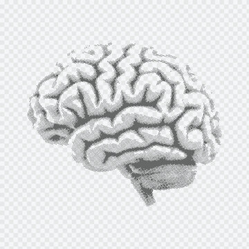 Human brain medical illustration dot halftone pattern in gray on transparent background