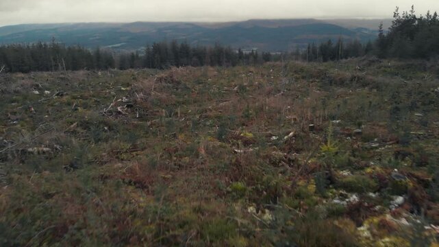 Wide Panoramic Capture Of Reforested Hillside With Isolated Stumps And Distant Tree Boundary
