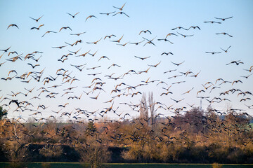 Gro&szlig;er Schwarm fliegender V&ouml;gel vor blauem Himmel
