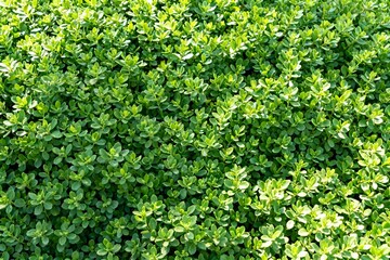 Dense Small Green Leaves Natural Background