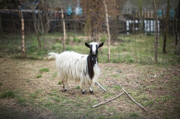 Obraz premium A charming goat with a fluffy white coat stands confidently in a peaceful pasture. The lush green grass and rustic fencing create a tranquil setting on a sunny afternoon, capturing nature's beauty