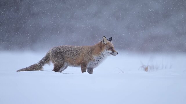 Red fox ( Vulpes vulpes ) in winter scenery - slow motion