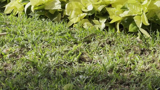 Injured pigeon missing one leg walking on green grass near colorful plants. Urban wildlife, survival, animal resilience, disability in animals, city nature, environmental awareness, compassion and ada