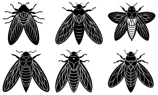 Six Cicada Insects with Detailed Wings on White Background black and white silhouette
