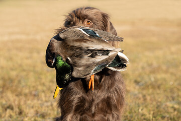 Jagdhund apportiert, Stockerpel