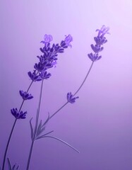 Naklejka premium Lavender Stalks with Blossoms Against a Pastel Violet Gradient Background