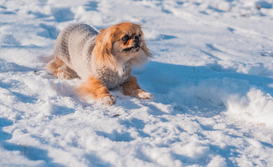Small dog exploring winter outdoors, staying cozy in cold weather