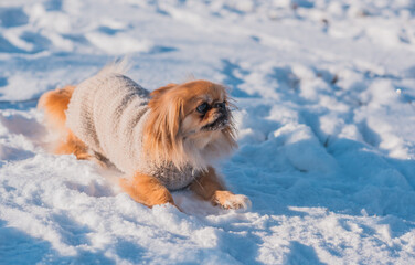 Small dog exploring winter outdoors, staying cozy in cold weather