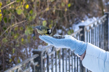 A close-up of a great tit perched on a human hand, eating seeds, capturing a quiet moment of trust and interaction between people and wildlife in a natural outdoor setting © Oleksandr