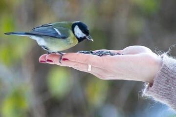 A close-up of a great tit perched on a human hand, eating seeds, capturing a quiet moment of trust and interaction between people and wildlife in a natural outdoor setting © Oleksandr