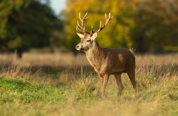 Fototapeta premium Red deer stag standing on grass in meadow in autumn