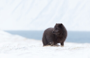 Fototapeta premium Blue morph Arctic fox walking in snow in Hornstrandir Nature Reserve
